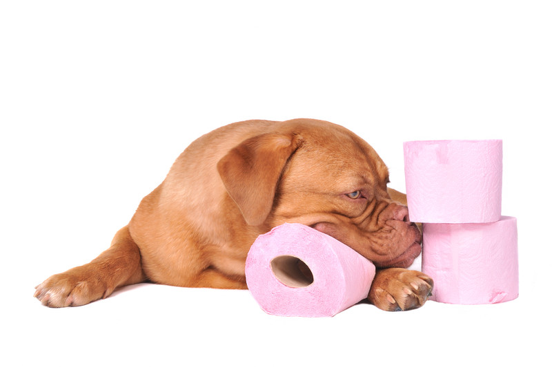 Dog Poop Adds up over time