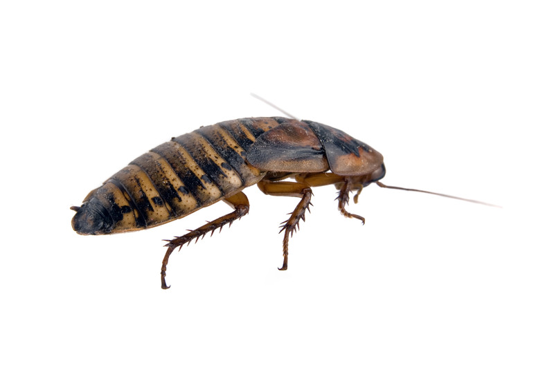Poop Attracts Pests