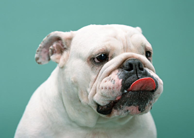 Some Truth to the "Dog Flu" Outbreak