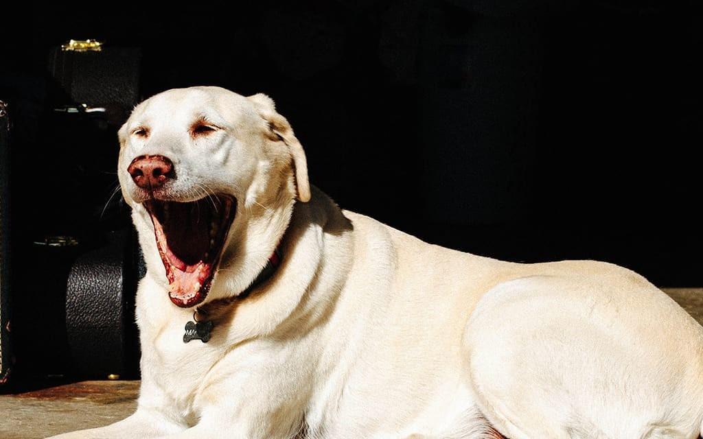 How to Avoid Late Fees from Your Dog Waste Removal Service