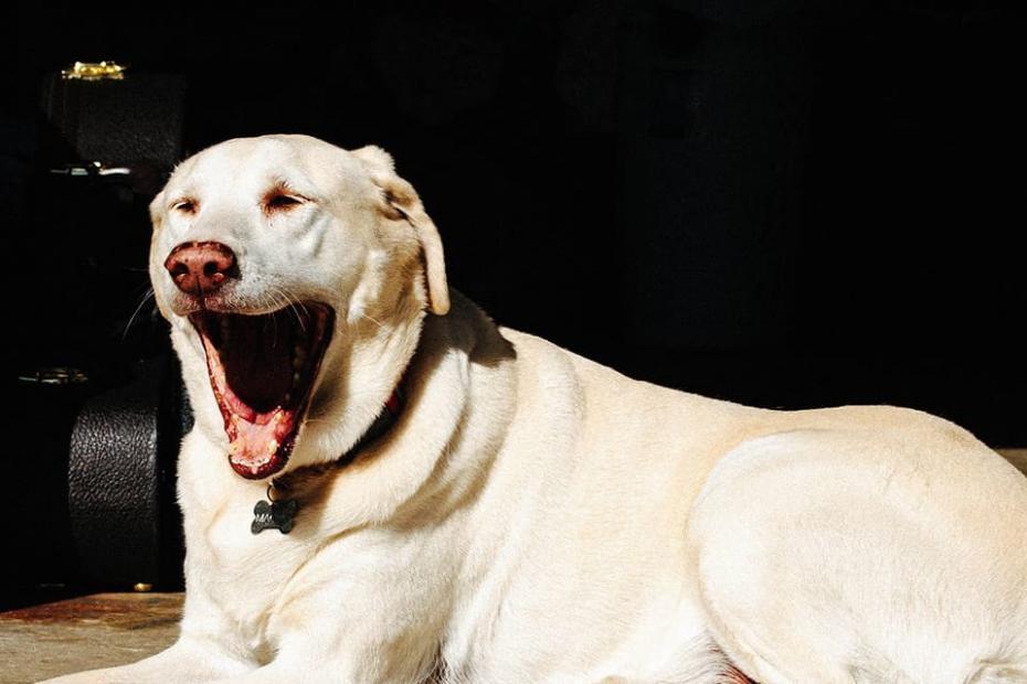 How to Avoid Late Fees from Your Dog Waste Removal Service