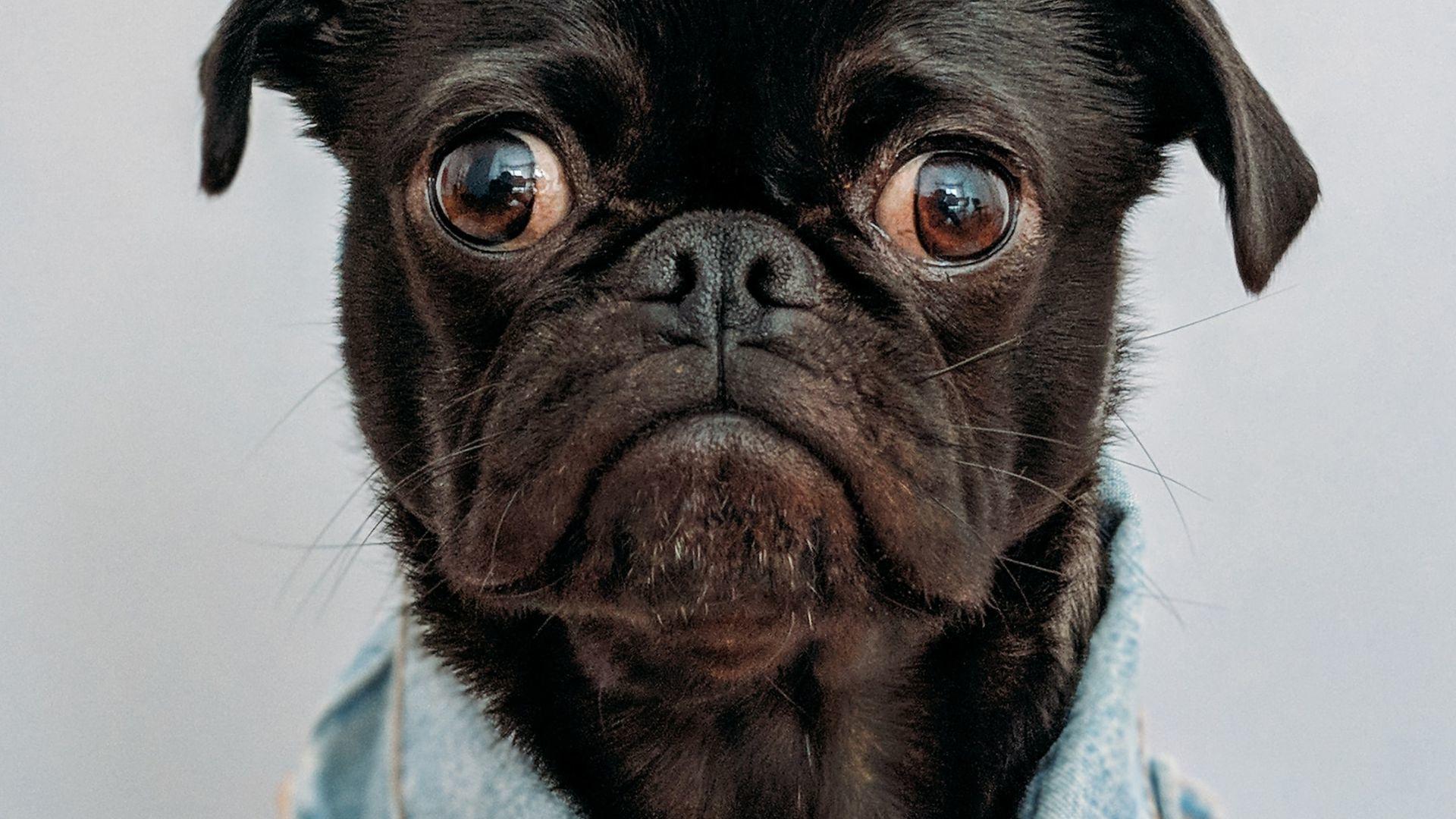 Failure to Collect and Dispose of Dog Poop
