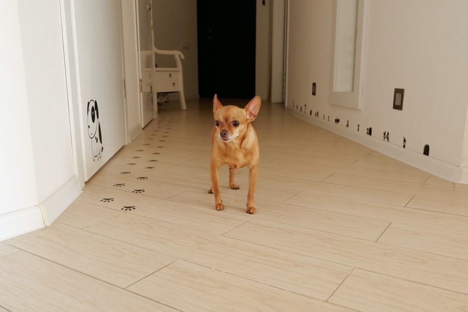 a small dog stands in the corridor of the apartment waiting for a walk